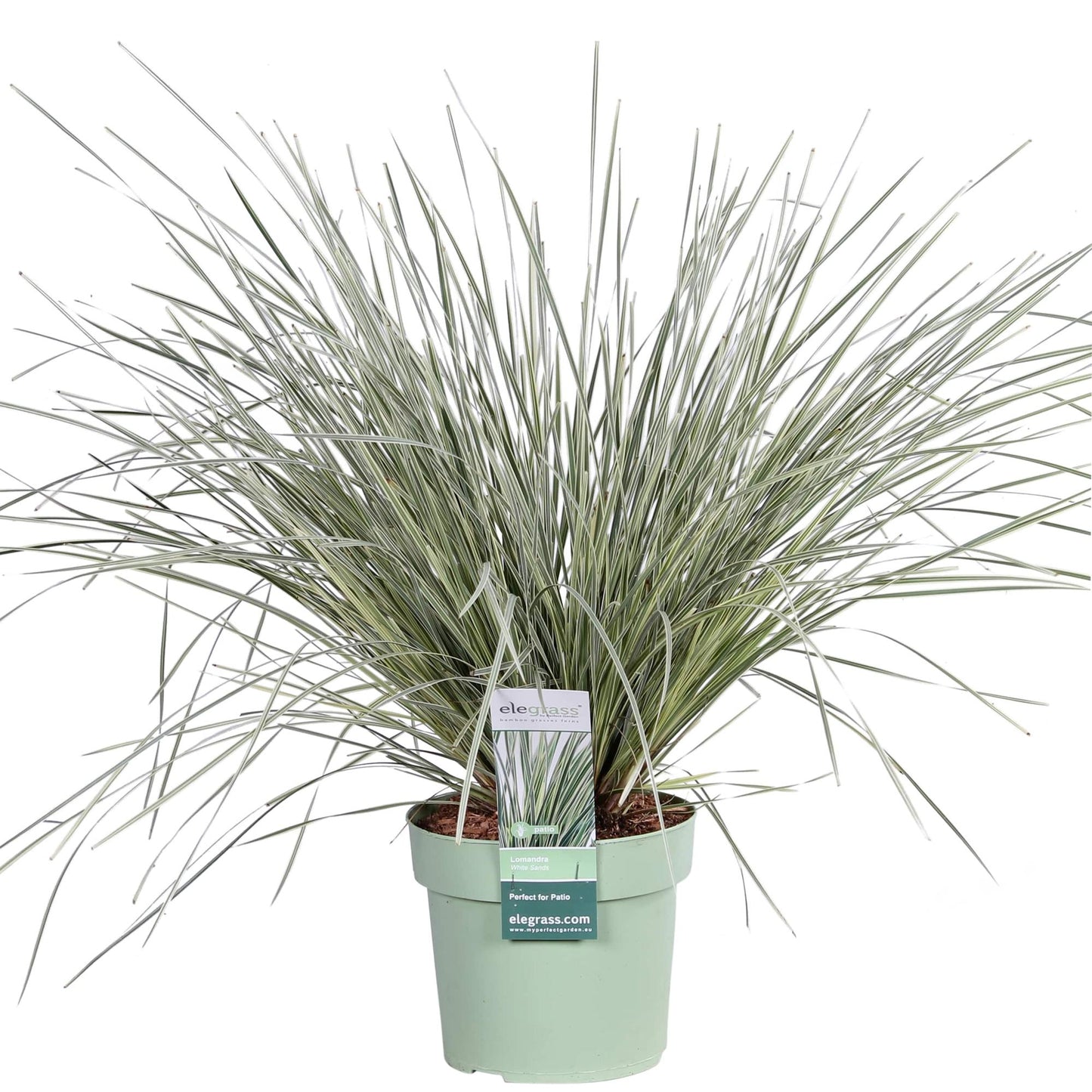 Lomandra longifolia 'White Sands' - Ø19cm - ↕40cm
