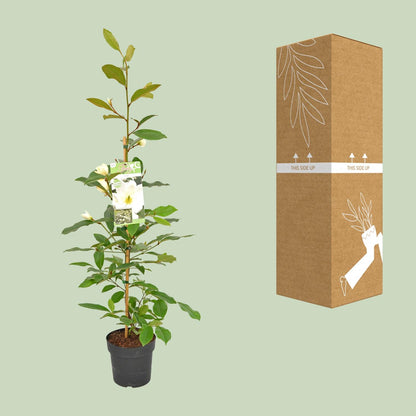 Michelia Fairy Magnolia Cream - Ø19cm - ↕70cm