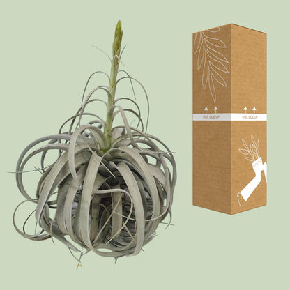 Tillandsia Xerographica - Ø35cm - ↕50cm