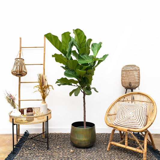 Ficus Lyrata-Stamm - 170 cm - ⌀30