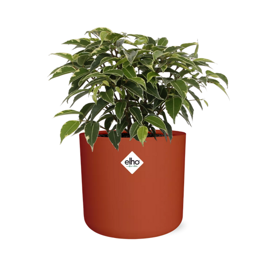 Ficus Benjamina Kinky in ELHO b.for soft rond 14cm brique
