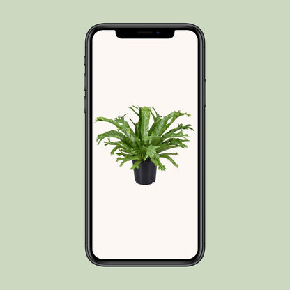 Asplenium Nidus Crissie - Ø17cm - ↕40cm