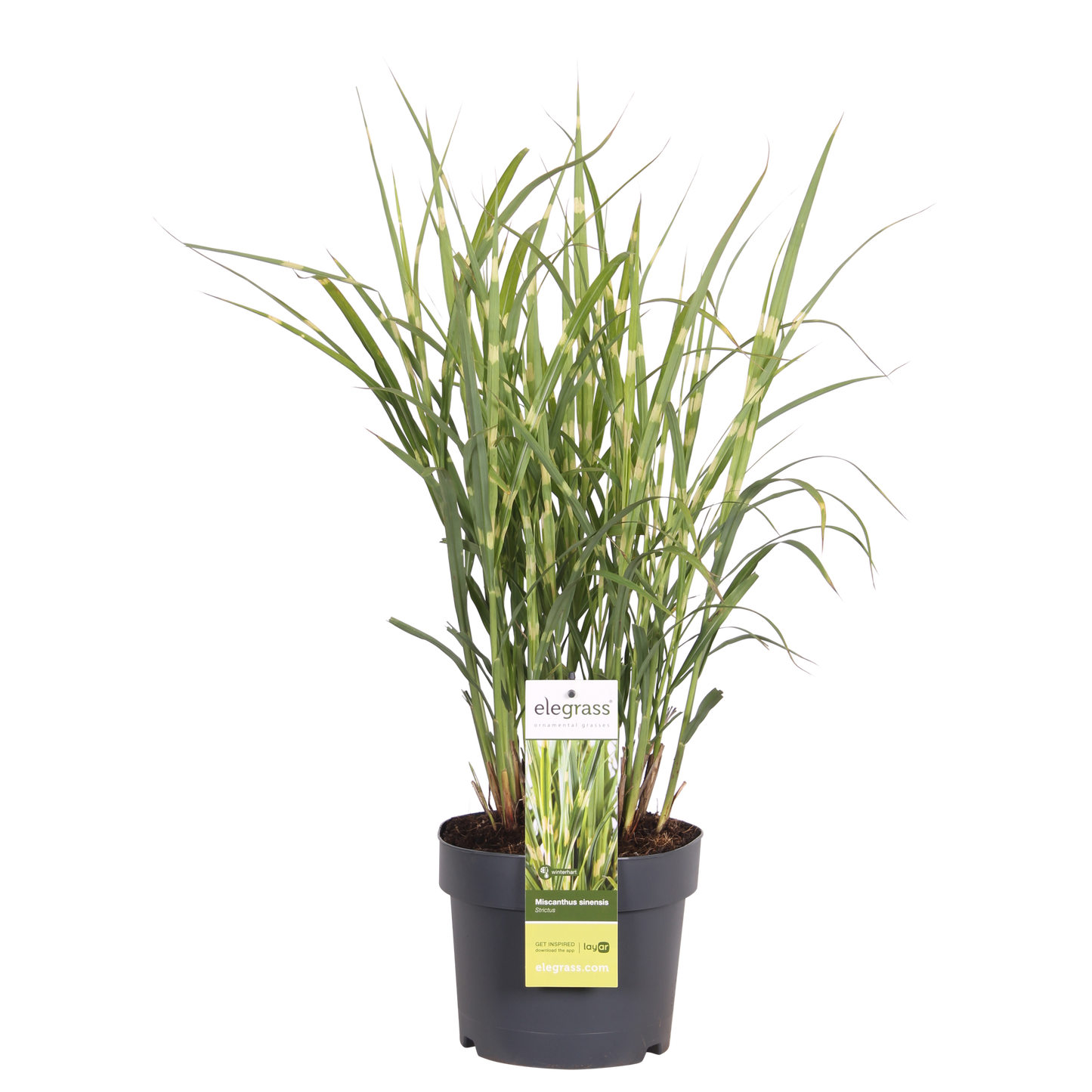 Miscanthus sinensis Strictus - Ø23cm - ↕60cm - Ø19 - ↨50cm