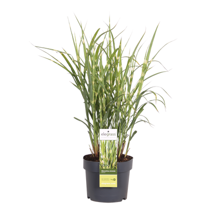 Miscanthus sinensis Strictus - Ø23cm - ↕60cm - Ø19 - ↨50cm