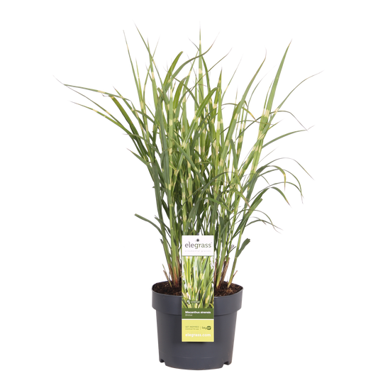 Miscanthus sinensis Strictus - Ø23cm - ↕60cm - Ø19 - ↨50cm