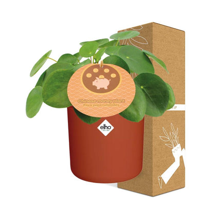 Pilea Peperomioides 12cm in ELHO b.for soft rond 14cm brique