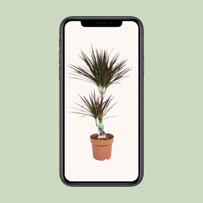 Dracaena Magenta 45-15 - Ø21cm - ↕90cm