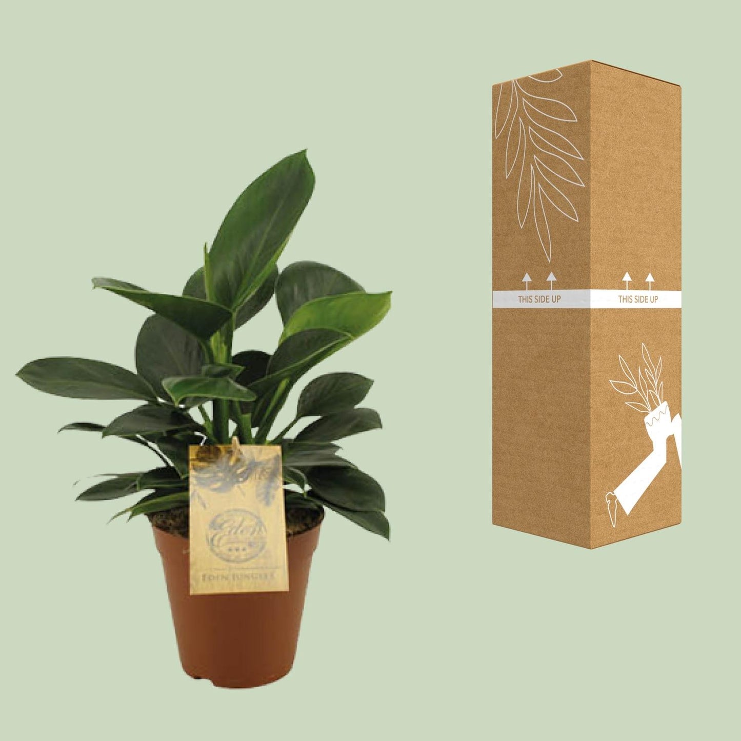 Philodendron Oxypure - Ø15cm - ↕60cm