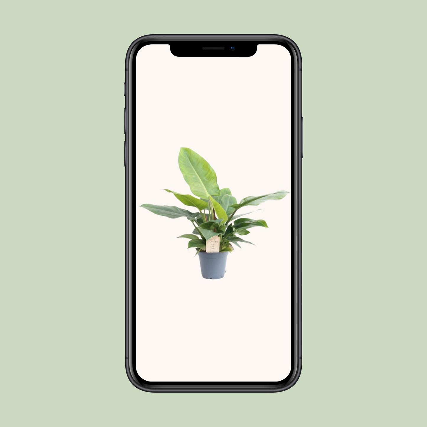 Philodendron Imperial Green - Ø17cm - ↕50cm