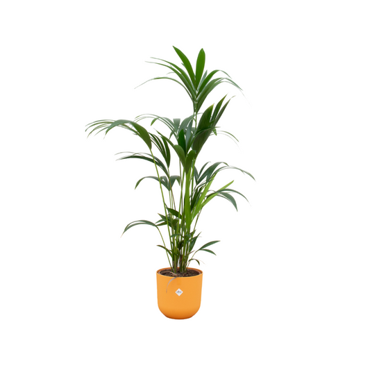 Kentia-Palme 160 cm im gelben Design-Topf