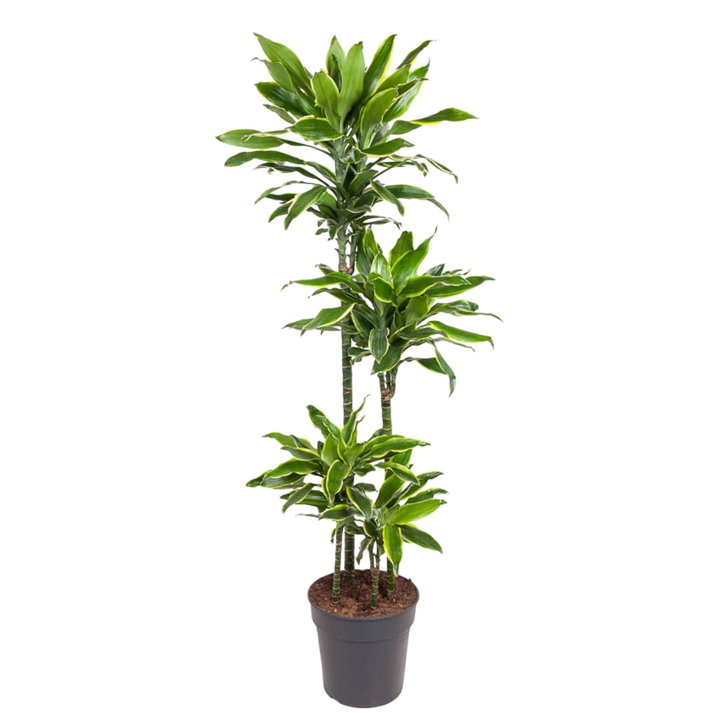 Drachenbaum Golden Coast – 140 cm – Pflegeleichte Zimmerpflanze