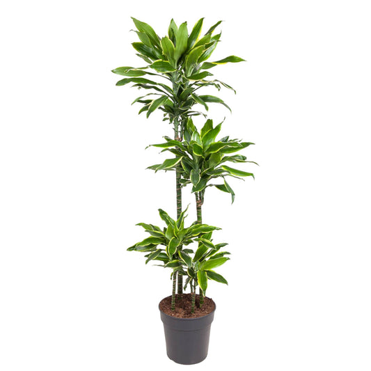 Drachenbaum Golden Coast – 140 cm – Pflegeleichte Zimmerpflanze