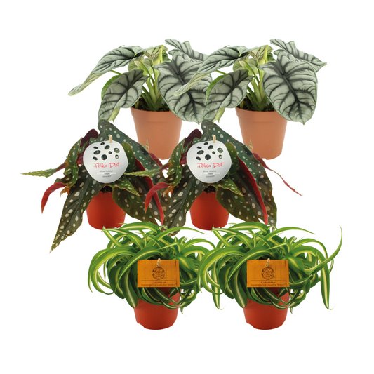 2x Alocasia Silver Dragon + 2x Begonia Maculata + 2x Chlorophytum Bonnie - 6 stuks - Ø12 - ↕20-45