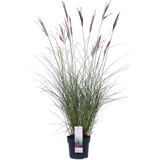 Miscanthus sinensis Ferner Osten - Ø19cm - ↕50cm - Ø19 - ↨50cm