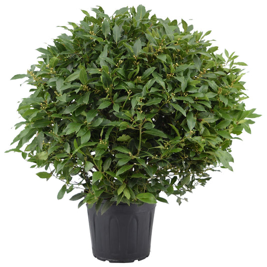 Laurus Nobilis Bol Zonder Stam - Ø30cm - ↕110cm