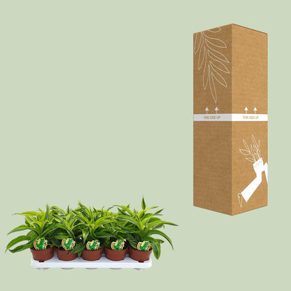 Dracaena Lemon Surprise - Ø12cm - ↕22cm