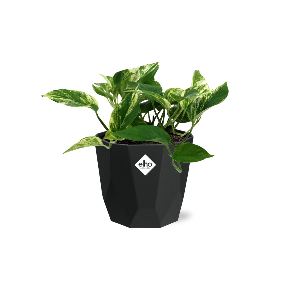 Scindapsus (Epipremnum) Marble Queen in 14cm b.for rock living black