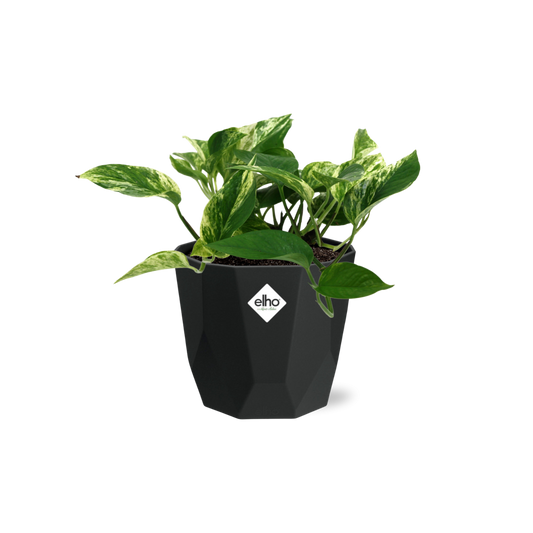 Scindapsus (Epipremnum) Marble Queen in 14cm b.for rock living black