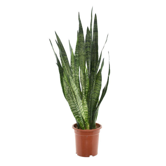 Sansevieria Zeylanica - Ø24cm - ↕110cm