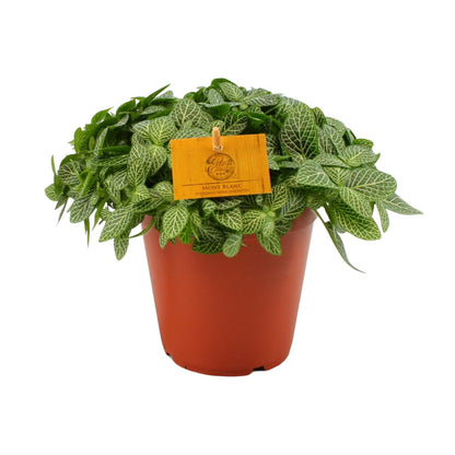 Fittonia Verschaffeltii - Ø15cm - ↕25cm
