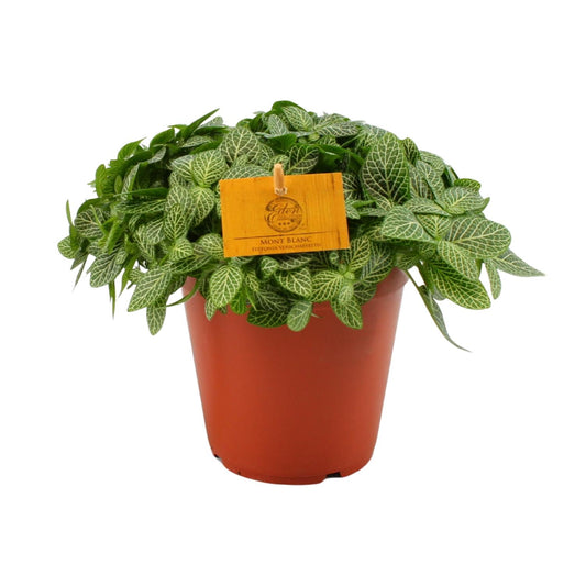 Fittonia Verschaffeltii - Ø15cm - ↕25cm