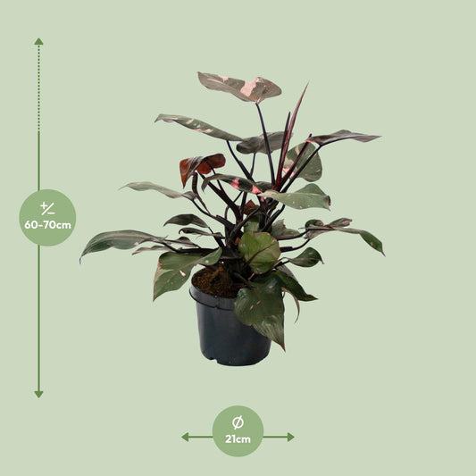 Philodendron Pink Princess - Ø21cm - ↕65cm
