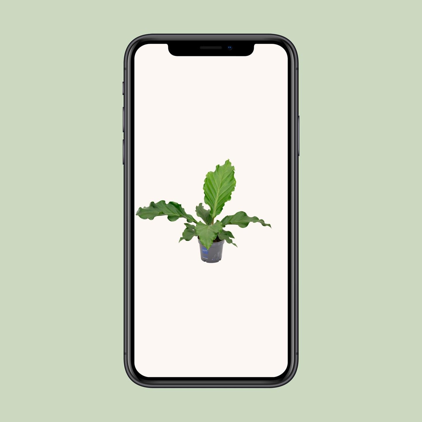 Anthurium Birdnes - Ø17cm - ↕55cm