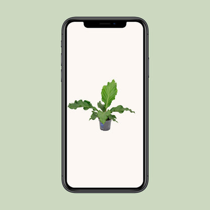 Anthurium Birdnes - Ø17cm - ↕55cm