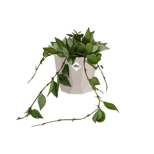 Hoya Krohniana Eskimo in ELHO b.for rock 14 cm warm grey
