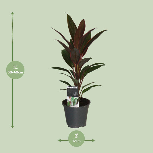 Cordyline Rumba - Ø12cm - ↕40cm