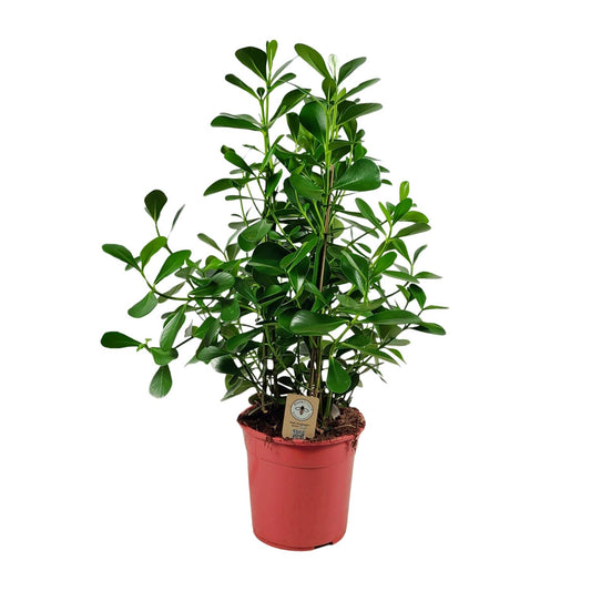 Clusia Rosea Princess - Ø27 ↕90