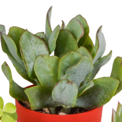 Vetplanten-Mischung 5,5 cm - 5x - in gekleurde plasticpot