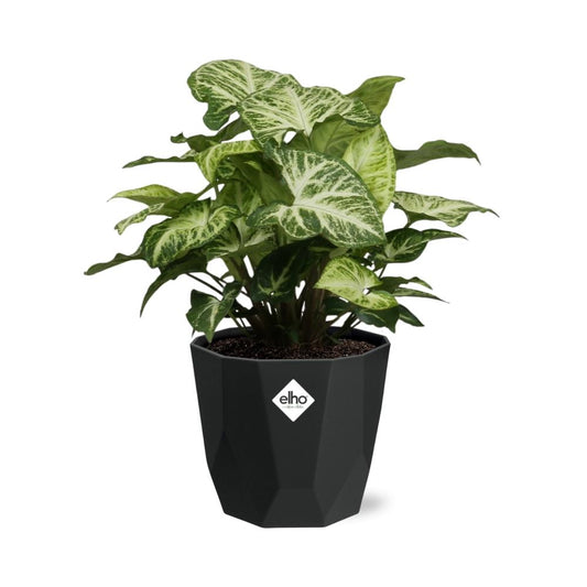 Syngonium Arrow in 14cm b.for rock living black