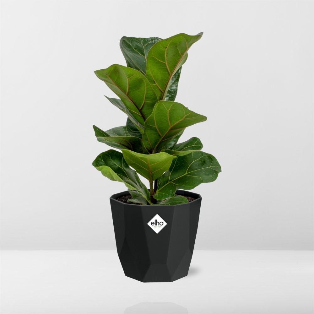 Ficus Lyrata ‘Bambino’ in 14cm b.for rock living black