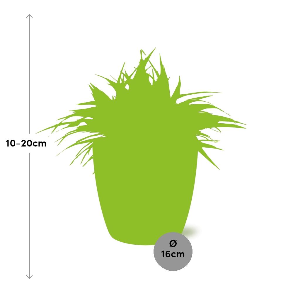 Chlorophytum Ocean 15cm in ELHO brussels 16cm round anthracite