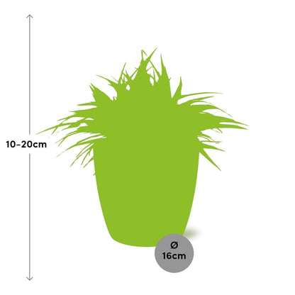 Chlorophytum Ocean 15cm in ELHO brussels 16cm round anthracite