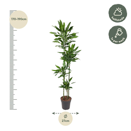 Drachenbaum Janet Lind – 180 cm pflegeleichte Zimmerpflanze