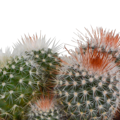 Kugel-Kaktus Mix 8,5 cm – Stilvolles Sukkulenten Arrangement