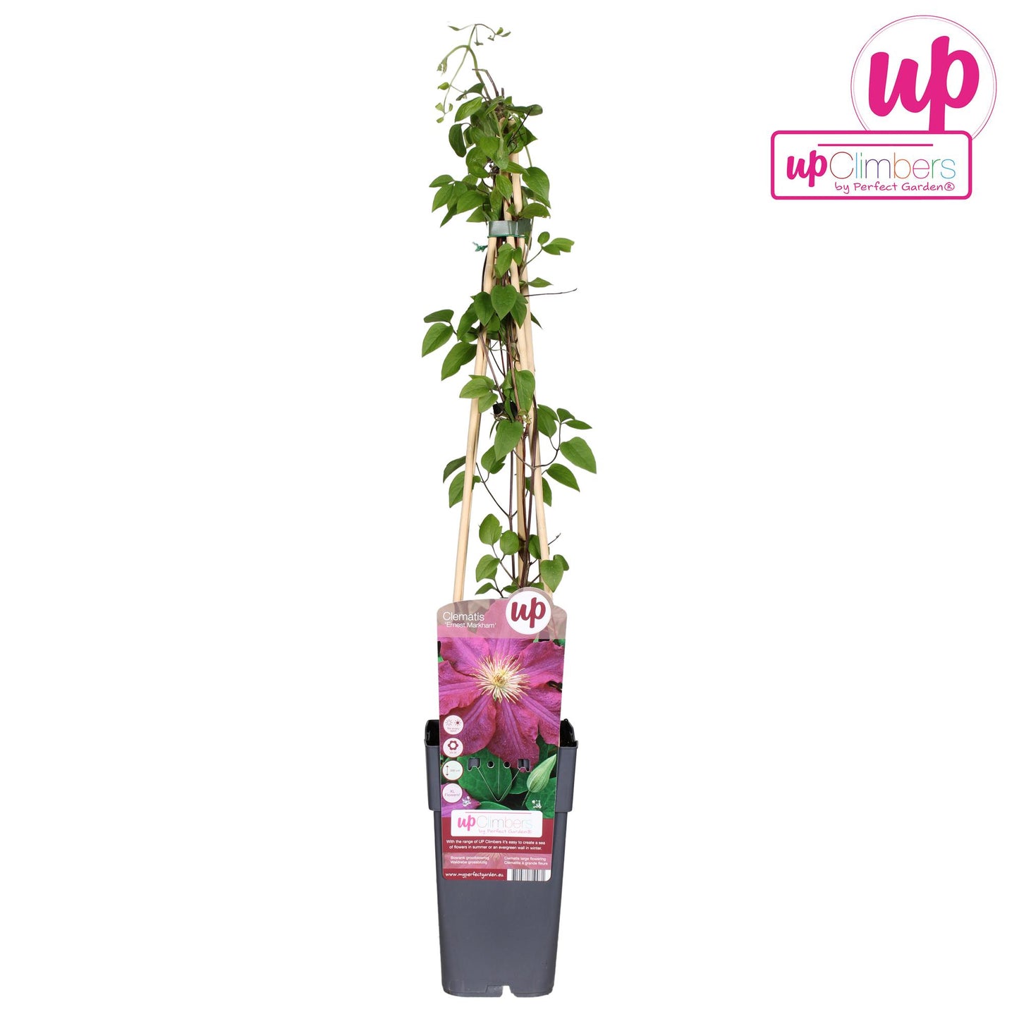 Clematis Ernest Markham - Ø15cm - ↕65cm