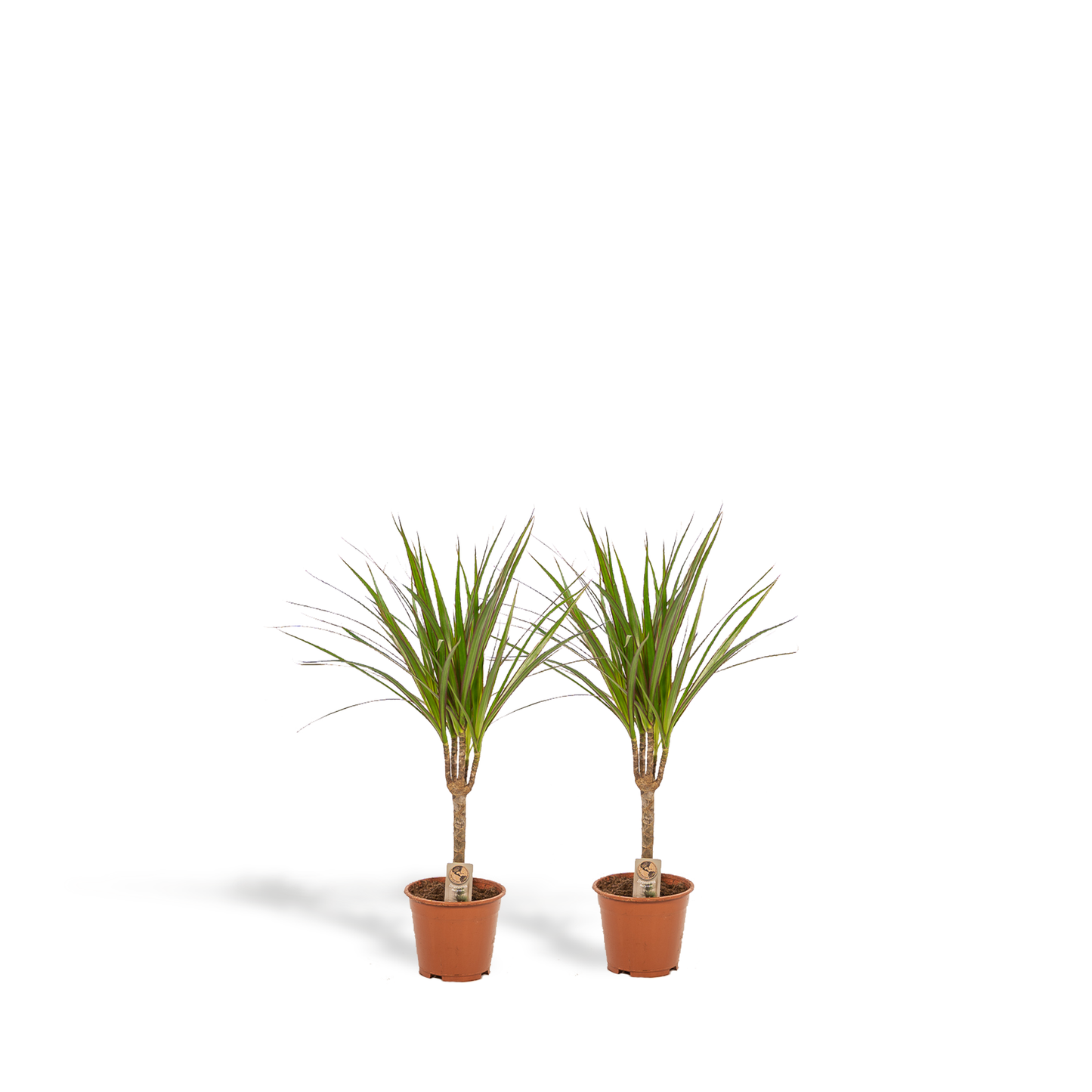 Drachenbaum Duo 60 cm – Luftreinigende Zimmerpflanze