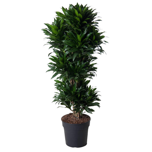 Drachenbaum Compacta – 140 cm pflegeleichte Zimmerpflanze