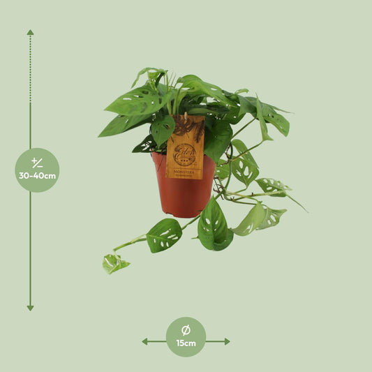 Monstera Adansonii - Ø15cm - ↕40cm