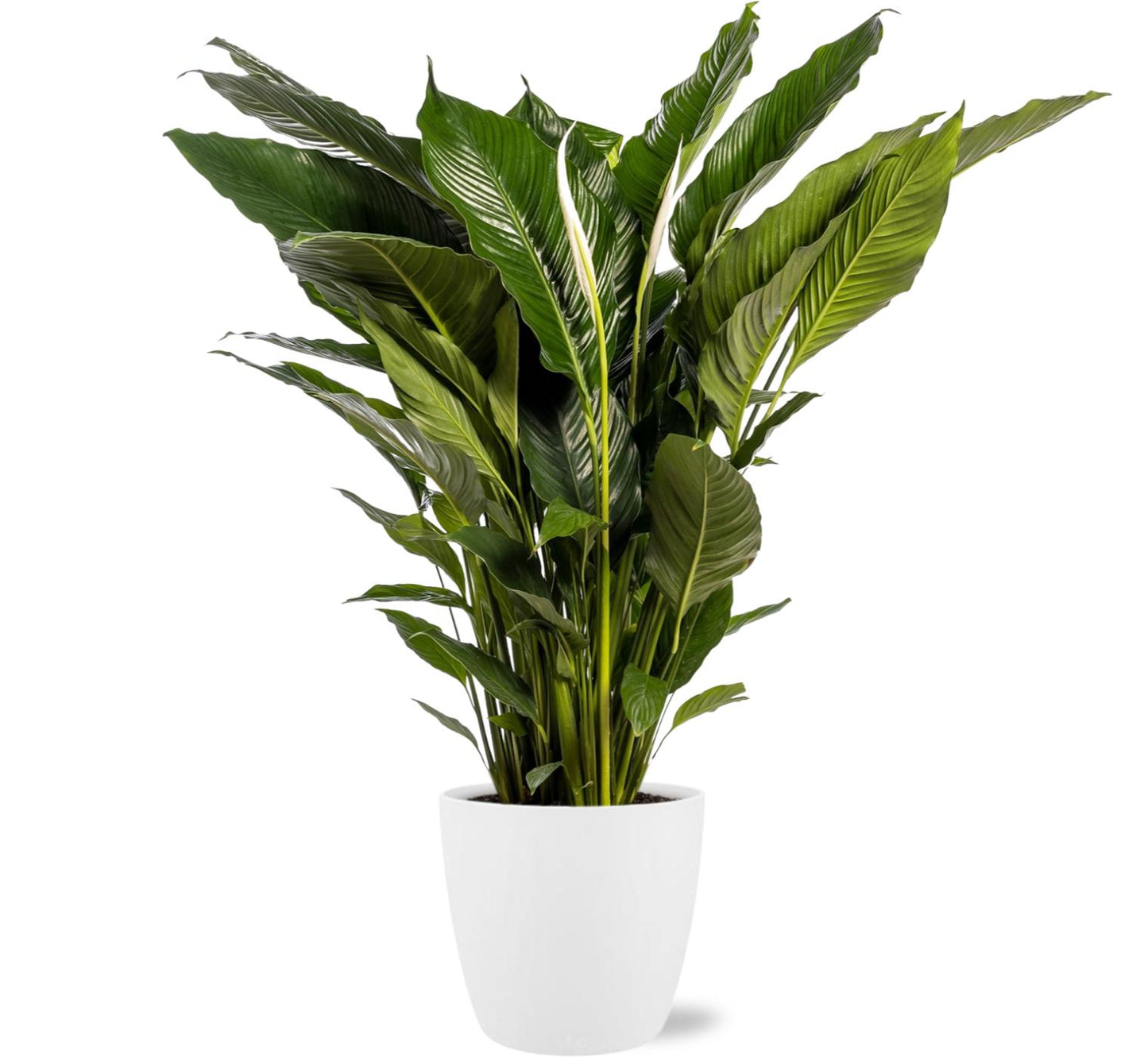 Spathiphyllum Sweet Sebastiano - Ø24cm - ↕110cm + Pot Brussels D25x23cm - Weiß
