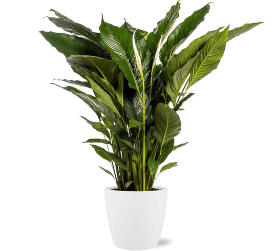 Spathiphyllum Sweet Sebastiano - Ø24cm - ↕110cm + Pot Brussels D25x23cm - Weiß