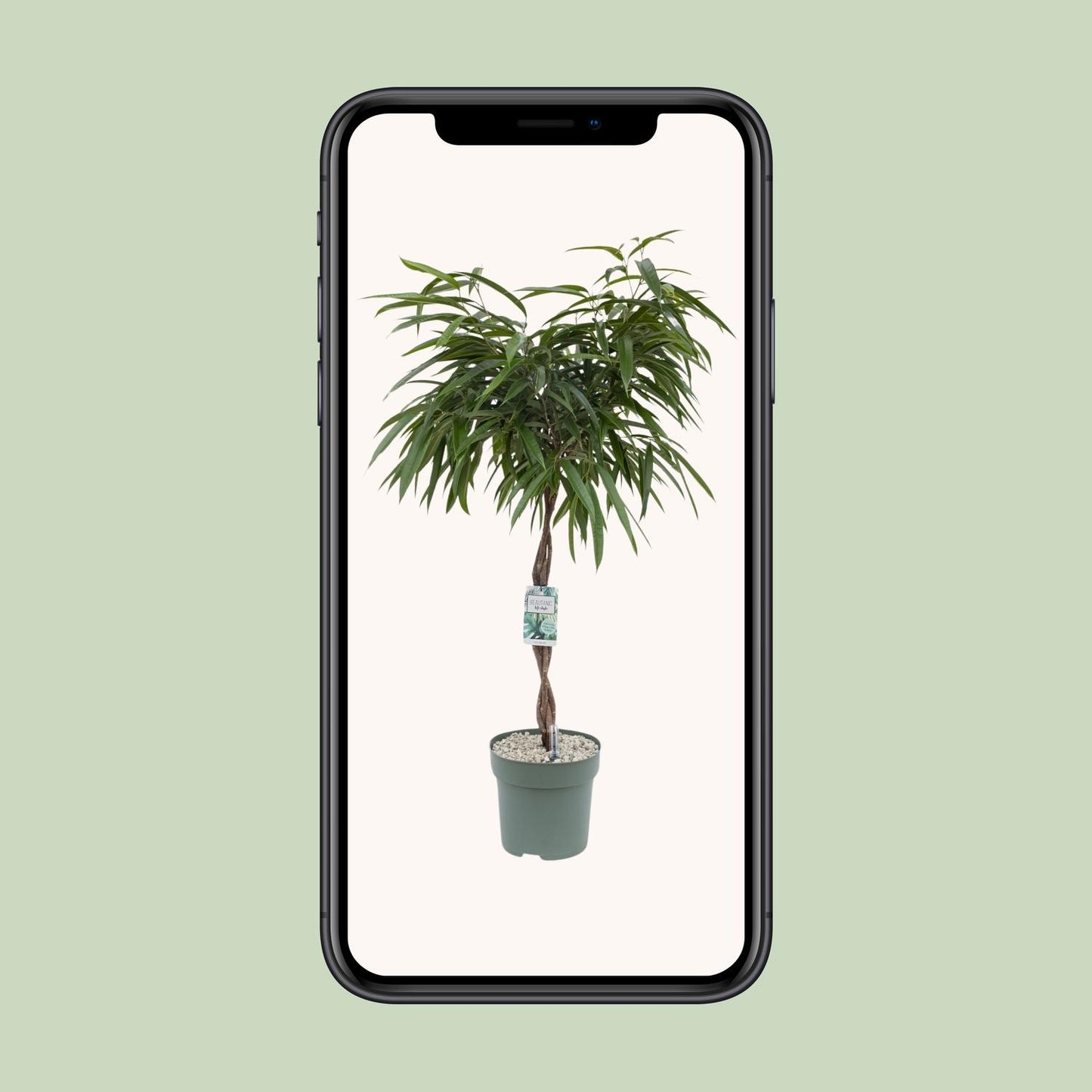 Ficus Mahori - Ø27cm - ↕120cm