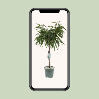 Ficus Mahori - Ø27cm - ↕120cm