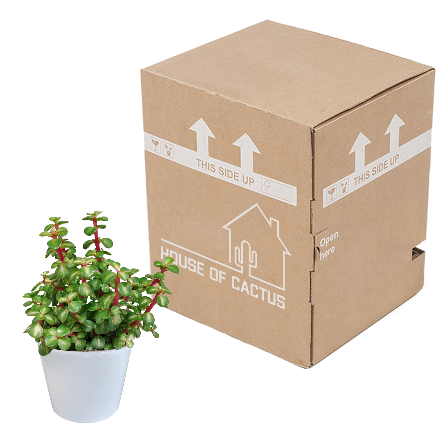 Portulacaria afra mediopicta 10,5cm - in witte pot