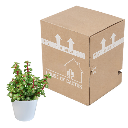 Portulacaria afra mediopicta 10,5cm - in witte pot