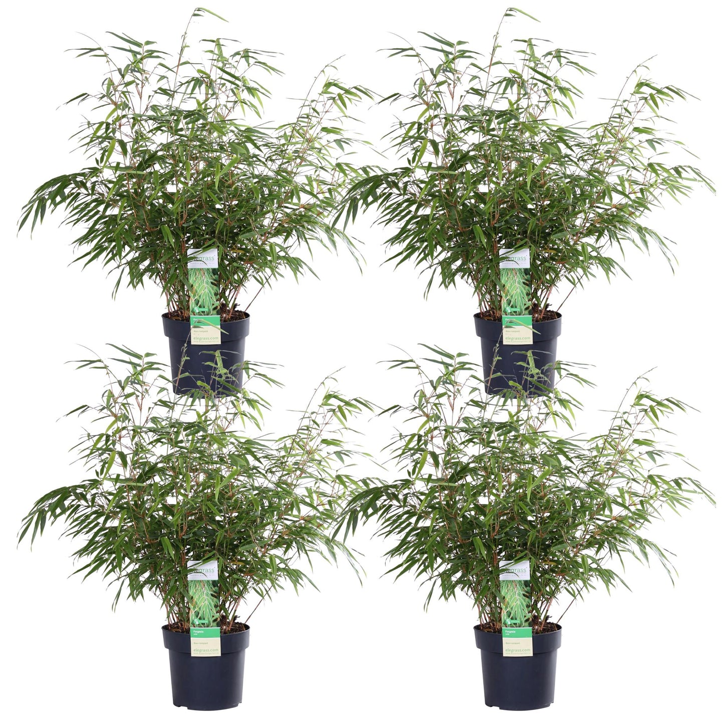 4x - Fargesia rufa - ↨60cm - Ø19