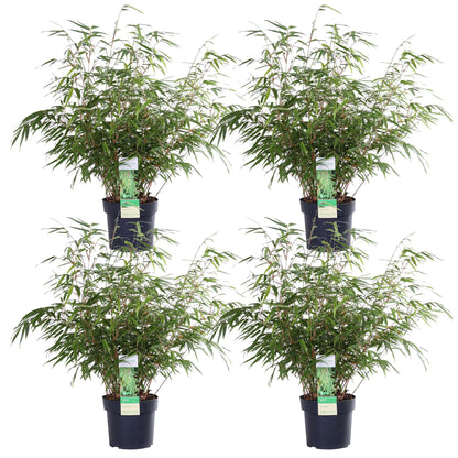 4x - Fargesia rufa - ↨60cm - Ø19